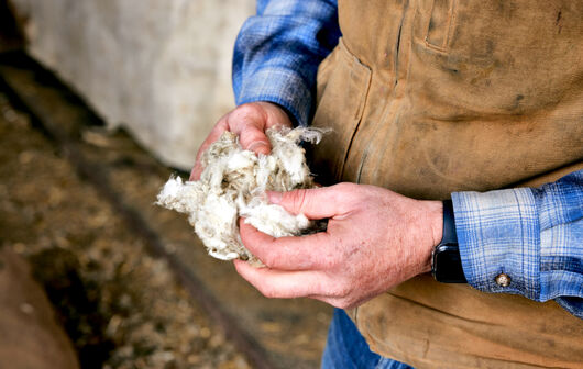 Person holding raw, processed wool