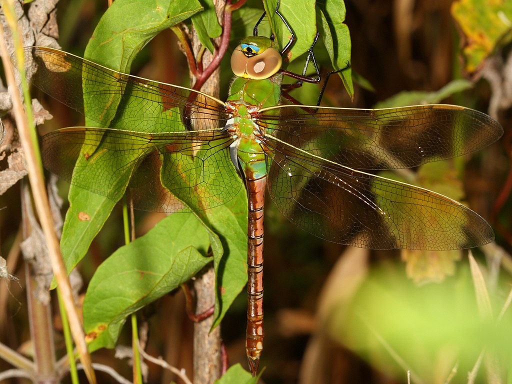 The Green Darner, a vivid and iridescent dragonfly. Photo courtesy of Wikimedia Commons.